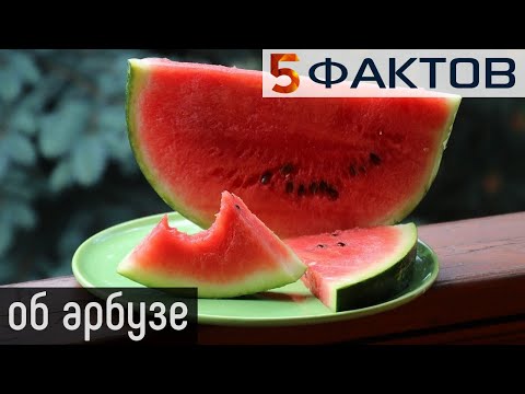 ⭐️ 5 фактов об АРБУЗЕ, который мы ТАК ЛЮБИМ!
