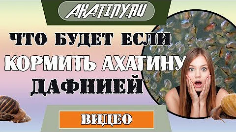 Улитка ахатина кушает сушеную дафнию