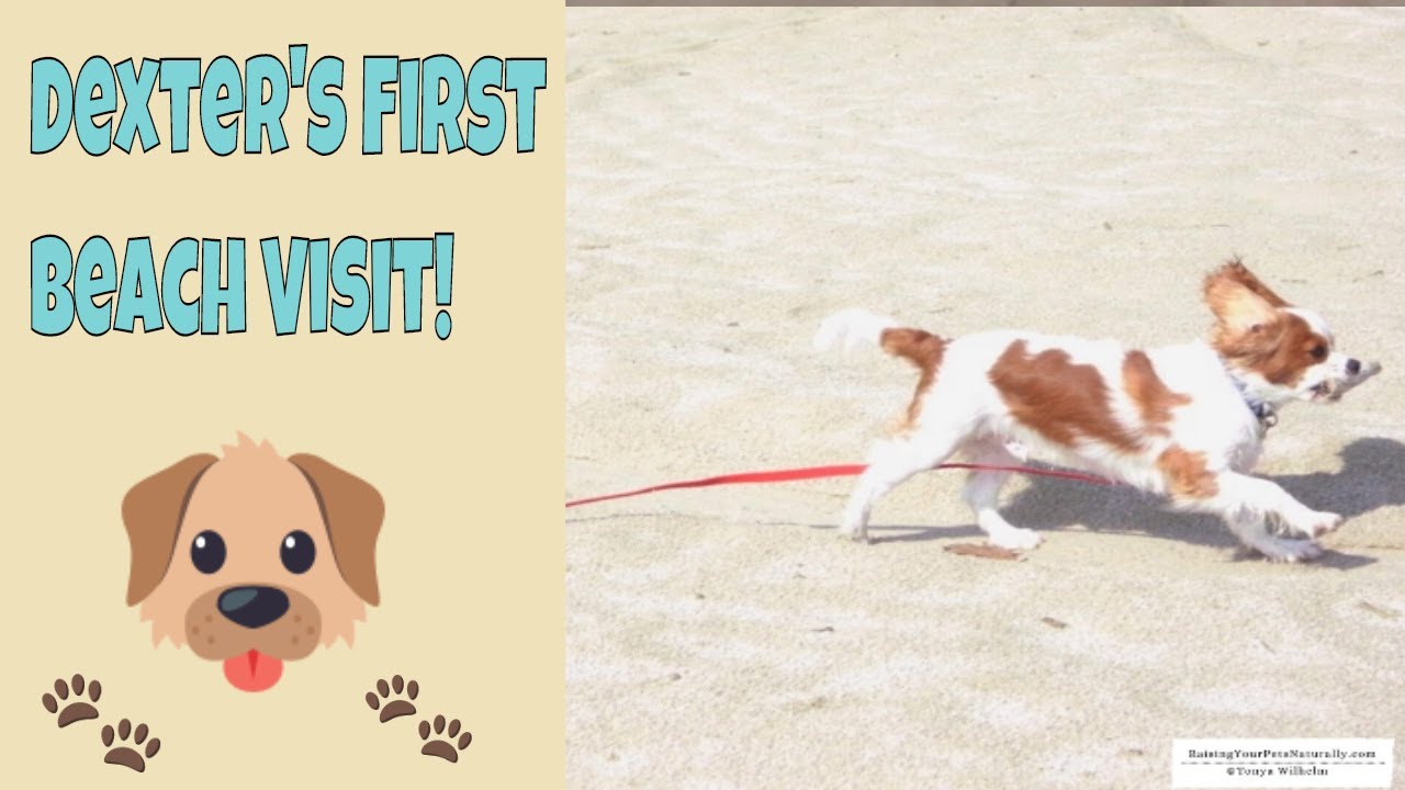 DogFriendly Ohio Parks DogFriendly Maumee Bay State Park, Ohio 320