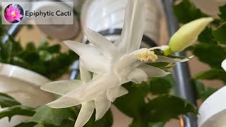 Schlumbergera Hybrid - Tenshi No Mai Or Angel Dance