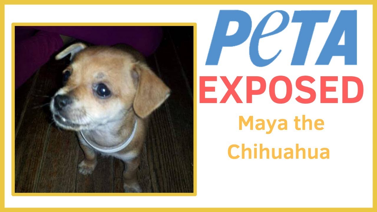 vegan food near me PETA EXPOSED: The Kidnapping of Maya the Chihuahua