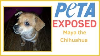 Peta Exposed The Kidnapping Of Maya The Chihuahua Youtube Peta Exposed The Kidnapping Of Maya The Chihuahua Youtube