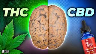 LO que el THC y el CBD le hacen a tu CUERPO