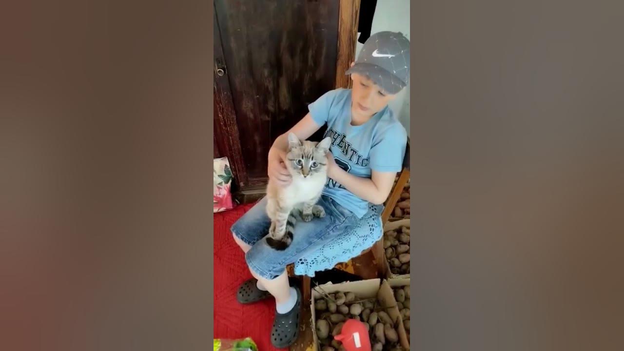 МУСИК:ПОЧЕШИ-КА МНЕ ЖИВОТИК #кисонька #котик #кошка #котики #кот #кошки ...