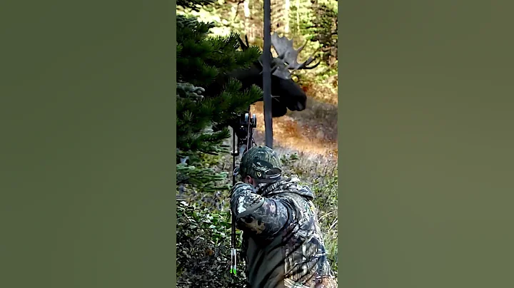 A bull moose grunting with every step is one of those sounds you'll never forget! #bowhunting #moose