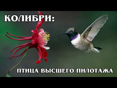 Video: Mögen Kolibris Monarda?