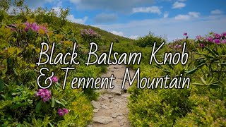 Black Balsam Knob & Tennent Mountain - Blue Ridge Parkway (Pisgah National Forest)