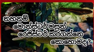 How To Register Banned Fish In Srilanka snakeheadfish registration fish channa Mania