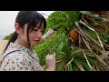 パイナポがはえてきたよ