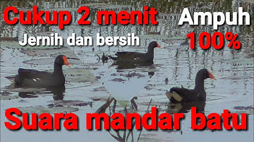 Suara mandar batu||mandar rawa jernih cocok untuk pikat #mandarbatump3