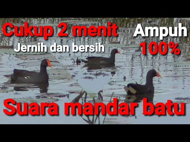 Suara mandar batu||mandar rawa jernih cocok untuk pikat #mandarbatump3 class=