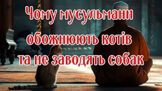 Why do Muslims worship cats and do not have dogs by Жива Планета 507 views 3 weeks ago 3 minutes, 16 seconds