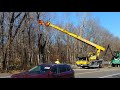 Capture de la vidéo Distinctive Tree Care Removing Emerald Ash Borer Infested Trees