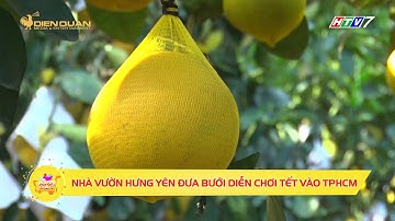 BƯỞI DIỄN HƯNG YÊN VÀO SÀI GÒN CHƠI TẾT SỚM, GIÁ GIẢM 1 NỬA
