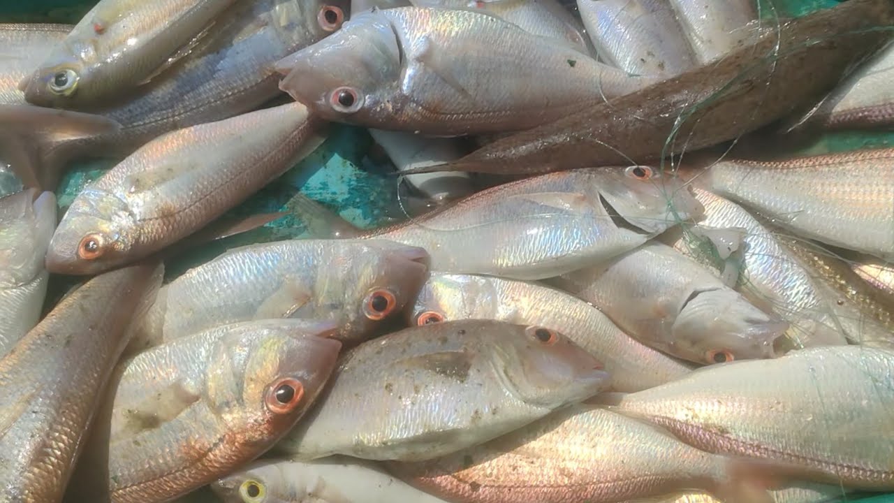 Đi qua Phú Quốc câu cá quá nhiều cá bự bự không cầu dính thấy mời bỏ mồi xuống là nó đốt liền