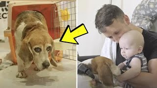 Beagle That Spent Her Entire Life Caged In A Lab Undergoing Experiments Feels Love For First Time