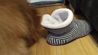 Pomeranian vs. bad a## Slipper (Rematch) by Vickynga 5 views 1 year ago 35 seconds