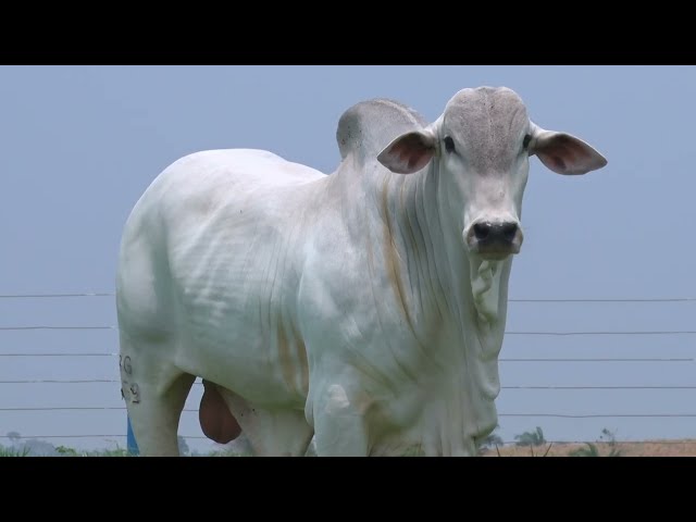 99º Leilão OB - Lote 8 - Nelore Mocho - 1 Touro PO Registrado