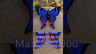 El Salvador y sus exóticas Mariposas