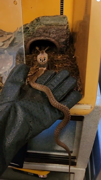 Baby Indian Cobra sitting in my hand! #cobra #venomoussnakes #snakes #reptiles #naja