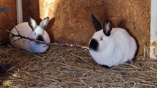 ввели запрет на баранов😔 Но вместо них теперь кролики! 🐰