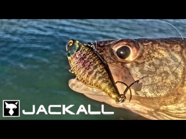 Jackall TN Lipless Crankbait New 50 Size with Jared Lintner & Jeff Kriet