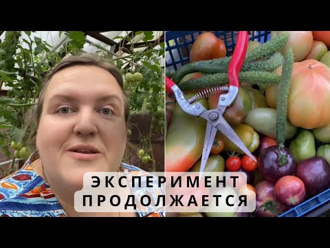17 дней в закрытой теплице. Что с томатами?