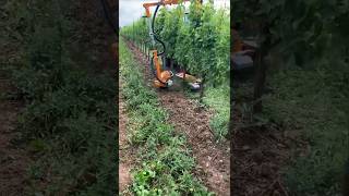 Mulching Brush For Under Vine Weeds Made By Provitis France