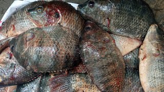 Fish Cutting Skills! Monosex Fish Cutting Video | Village System Cutting |  Fish Cutting #AV_Fishing