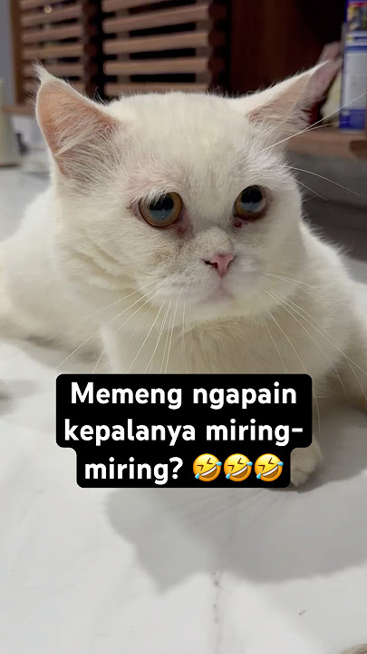Memeng dengan segala keanehannya. #kucinglucu #kucingpersia #anabul
