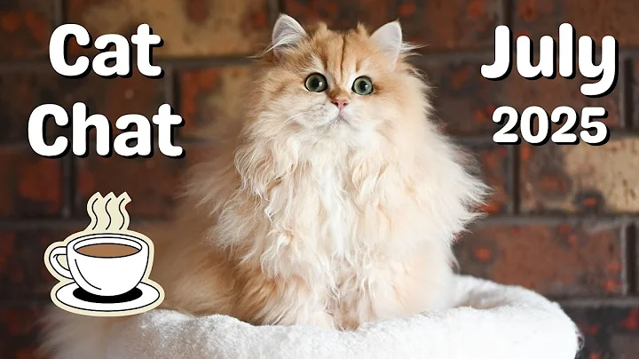 Video 10154471: british longhair cat kittens, british longhair golden kitten, cattery british