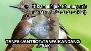 mikat burung sikatan rimba dada coklat||mikat burung srdc||mikat teledean.