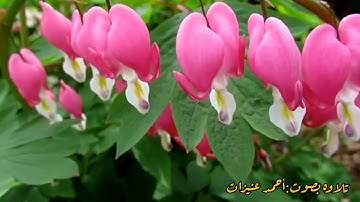 {يا أيها الذين آمنوا توبوا إلى اللّٰه توبة نصوحا} تلاوه بصوت #أحمد_عنيزات بمحاكاة الشيخ #علي_جابر