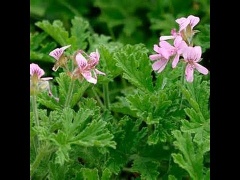 Видео: Geranium Attar Of Rose - Сарнайн Аттар Анхилуун Шимтэглээ Цэцгийн мэдээлэл, арчилгаа