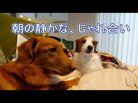 朝の静かな、じゃれ合い♪コーイケルホンディエのテラとノヴァスコシアダックトーリングレトリバーのピコとの暮らし【多頭飼い】【レア犬】