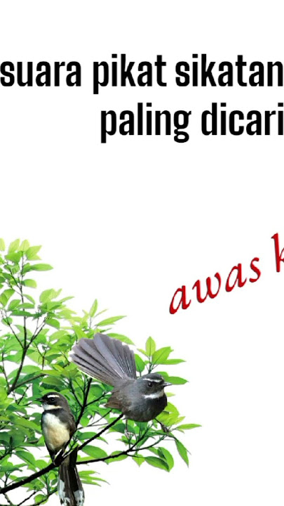 suara pikat burung sikatan kipas/sikatan jawa #pikatanburung #masterpikat #sikatanjawa #sikatankipas