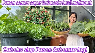 PANEN SEMUA SAYUR INDONESIA HASIL MELIMPAHH BANGET