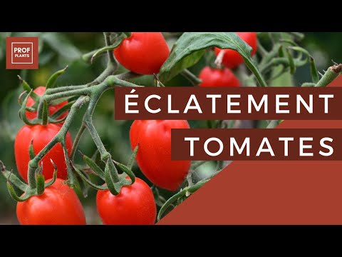 Vidéo: Schimmeig Striped Hollow Tomatoes – Comment faire pousser des tomates Schimmeig pour la farce