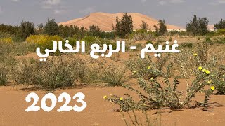 The sands of Ghoneim in the Empty Quarter come back to life after 20 years of drought  | 2023