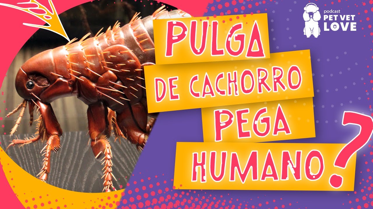 Pulgas No Cabelo Humano Maitys 8 Peças De Pentes De Piolhos De Pulgas