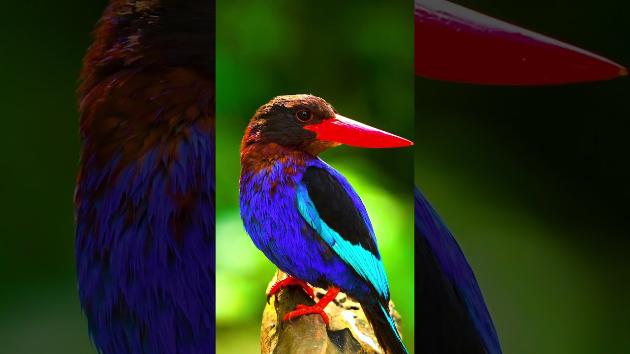 Cutest Animals in the World! 4K Ultra HD HDR Wildlife Video