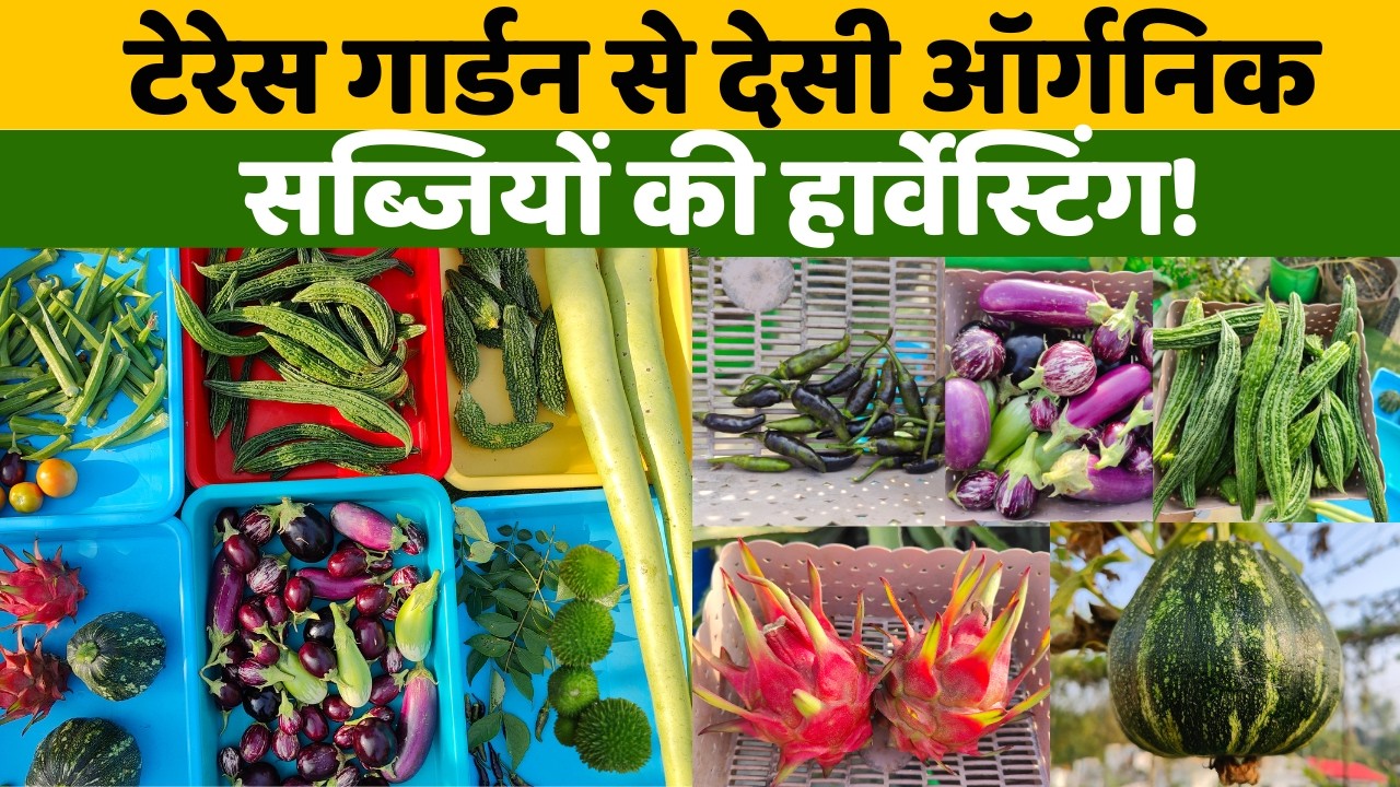 देसी ऑर्गनिक सब्जियों की हार्वेस्टिंग | Harvesting Fruits And Vegetables In My Terrace Garden