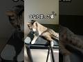 ひなたぼっこ猫 #ねこ #cat