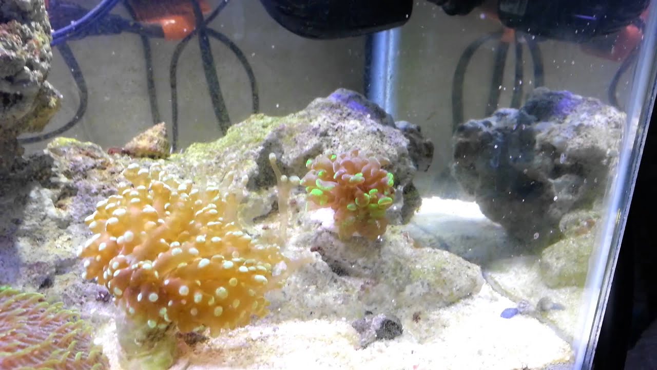 video phone beyonce mp3 New 10 gallon nano reef #2