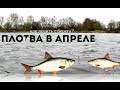 Как и на что ловить плотву с берега в апреле? Когда у плотвы жор весной?