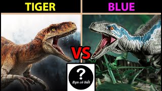 Tiger (Atrociraptor) VS Blue (Velociraptor), con nào sẽ thắng #136 |Bạn Có Biết?