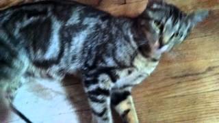 Tonks and her kittens by johansonCats 462 views 8 years ago 2 minutes, 32 seconds