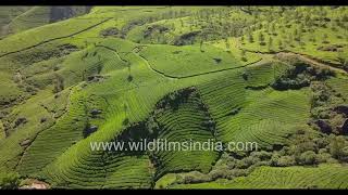 Green Paradise: Aerial exploration of Pampadum National Park's tea gardens