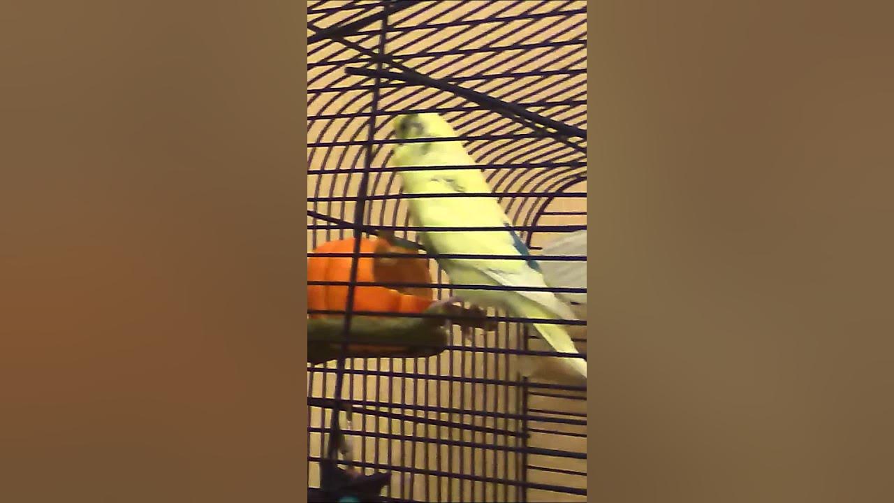 механический попугай лешенька заглючил и каждое слово