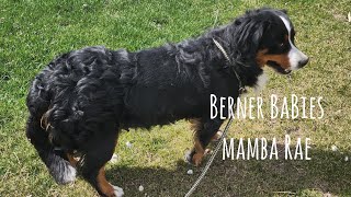 Berner Babies Mamba Rae
